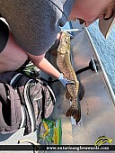 36" Northern Pike caught on Lake of the Woods
