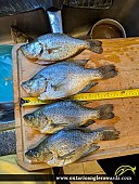11.5" Black Crappie caught on Lake Erie