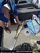 26" Walleye caught on Lake Erie