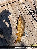 32.5" Carp caught on Port Credit