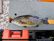17" Smallmouth Bass caught on Lake Herridge
