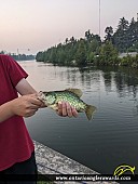 11" Black Crappie caught on Trent canal