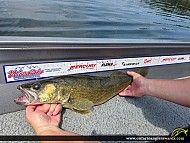 27.5" Walleye caught on Winnipeg River System