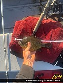 9.5" Pumpkinseed caught on Deer Lake
