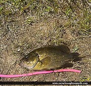 11.5" Rock Bass caught on Fosters Lake
