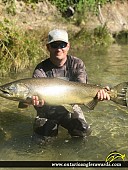 38" Chinook Salmon caught on Bowmanville Creek