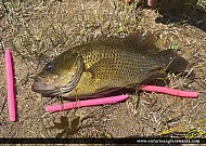 11" Rock Bass caught on Fosters lake