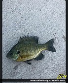 9" Bluegill caught on Moira River