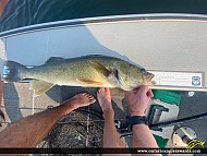 28.5" Walleye caught on Lake of the Woods