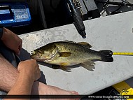18" Largemouth Bass caught on Otty Lake