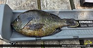 10" Bluegill caught on Jack\'s Lake
