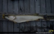 42.5" Northern Pike caught on Lake of the Woods