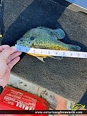 9" Bluegill caught on White Lake