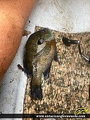 9" Bluegill caught on Lake Margaret