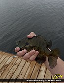 9.25" Bluegill caught on Sparrow lake