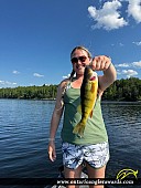 13" Yellow Perch caught on French River