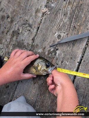 56" Splake caught on Ahmic lake