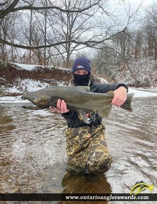 37" Chinook Salmon caught on Bronte Creek
