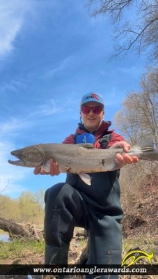 30" Rainbow Trout caught on Credit River