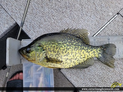 12.75" Black Crappie caught on Eagle Lake