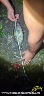 10.5" Rock Bass caught on Black Creek