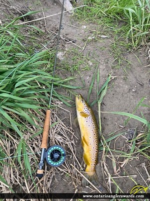 21.4" Brown Trout caught on Whitemans Creek