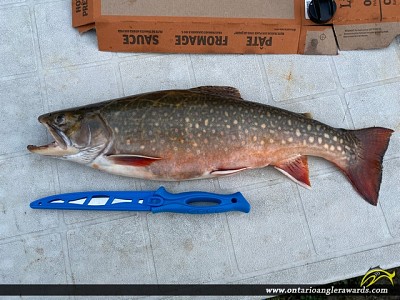 20" Brook/Speckled Trout caught on Nipigon River
