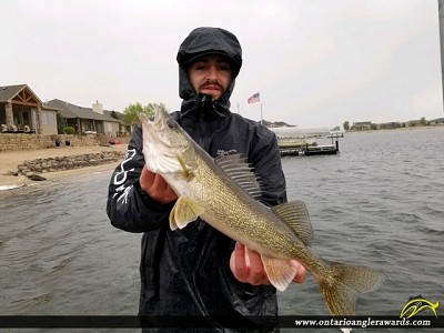 28.5" Walleye caught on Lake of the Woods