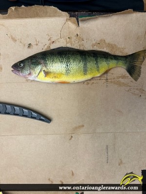 12.5" Yellow Perch caught on Lake Simcoe