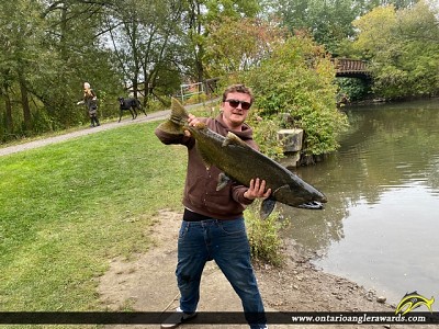 39" Chinook Salmon caught on Cobourg Brook