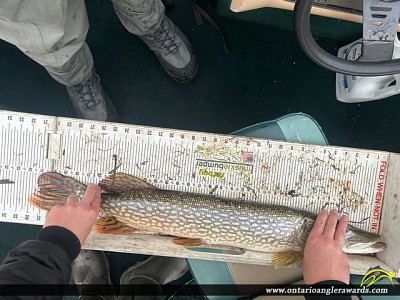 32" Northern Pike caught on Lake of the Woods
