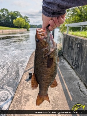 18" Smallmouth Bass caught on Rideau Canal