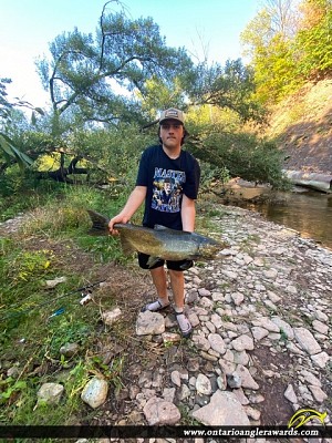 36" Chinook Salmon caught on Bronte Creek