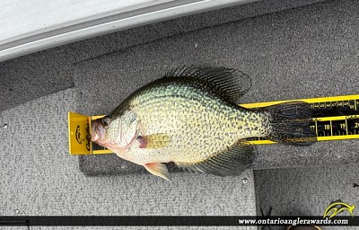 17" Black Crappie caught on Kaministiqua River
