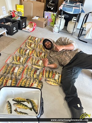 14" Yellow Perch caught on Lake Couchiching