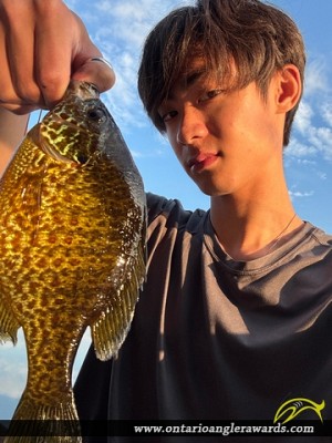 9.35" Pumpkinseed caught on Buck Lake
