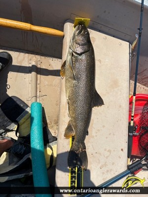 31" Lake Trout caught on Lake Muskoka