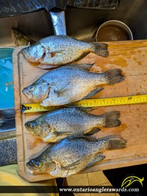 11.5" Black Crappie caught on Lake Erie