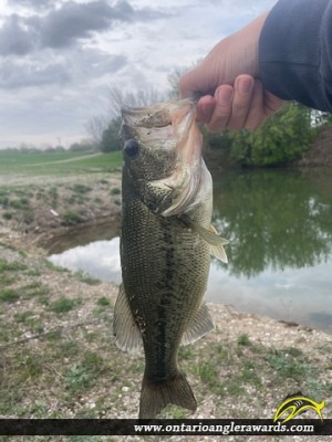 18.5" Largemouth Bass caught on Thames River
